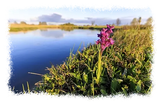 Zdjęcie storczyka samczego - orchis morio na murawie kserotermicznej