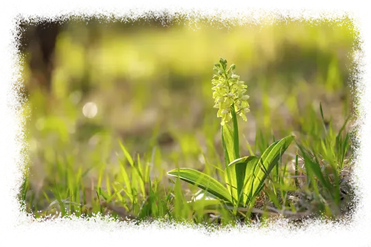 Zdjęcie storczyka bladego - orchis pallens na murawie kserotermicznej